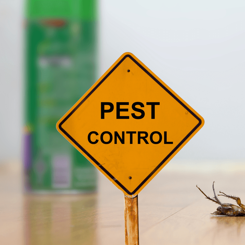 keep-these-bugs-out-of-your-home-with-an-insect-control-treatment